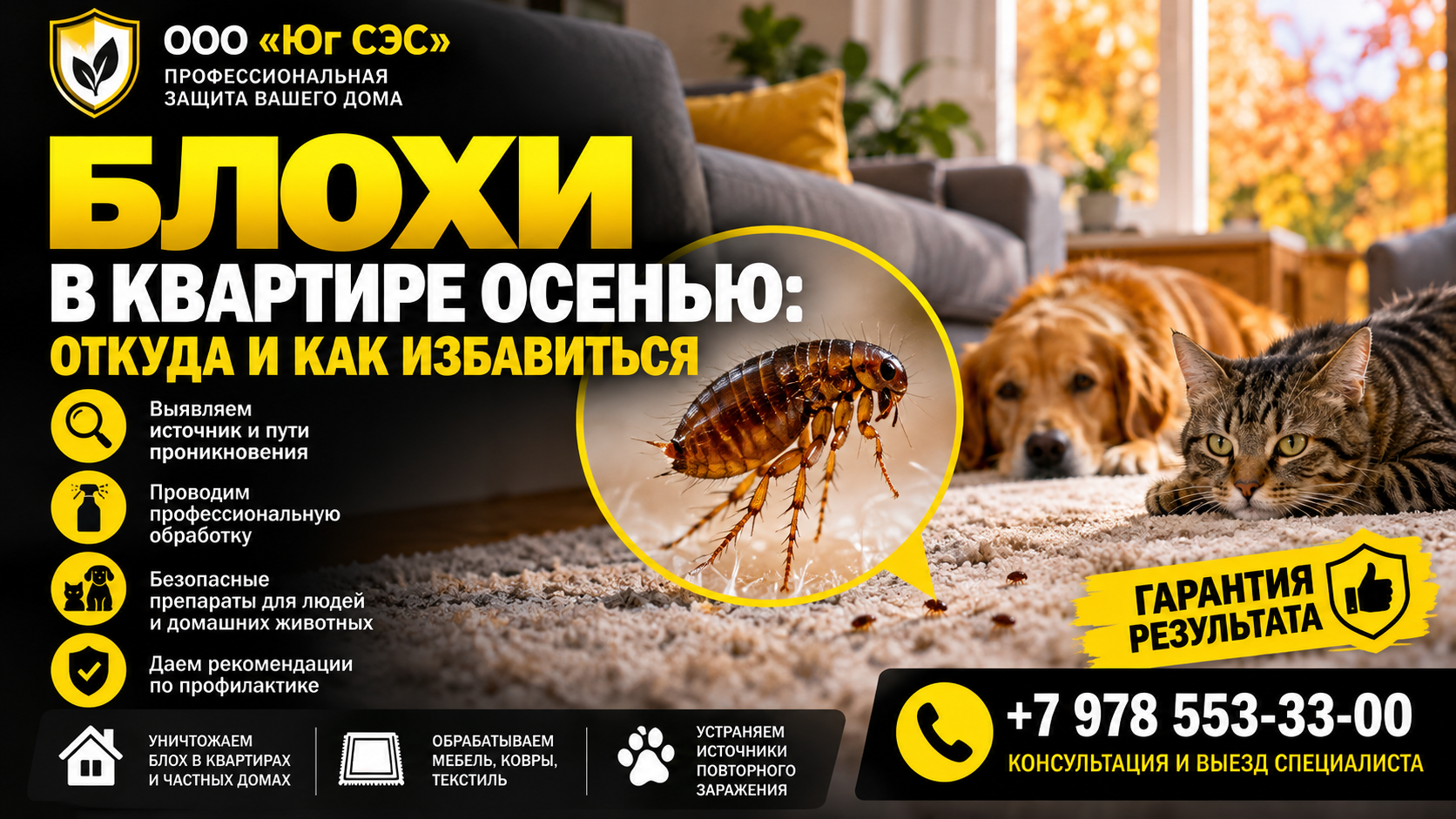 Блохи в квартире осенью откуда и как избавиться | ООО «Юг СЭС»